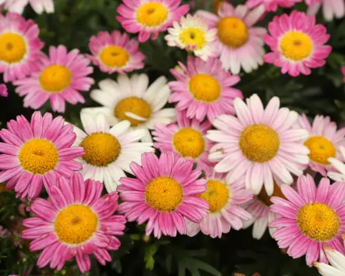 Argyranthemum (Marguerite Daisy) is a flower that start with A