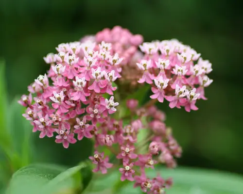 Asclepias (Wolfsmilch)