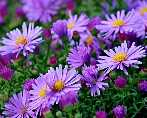 Aster is a flower that start with A