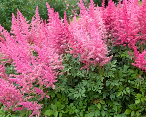 Astilbe is a flower that start with A