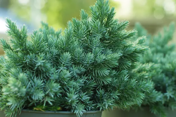 Il ginepro Blue Star è una delle migliori piante per fioriere tutto l'anno