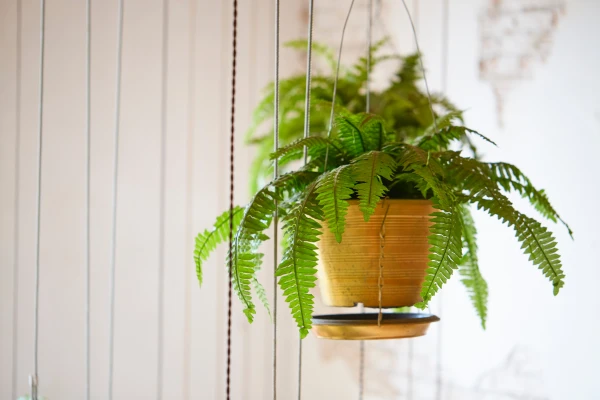 De Boston Fern is een van de meest populaire en bekende varensoorten die als kamerplant binnenshuis wordt gebruikt.