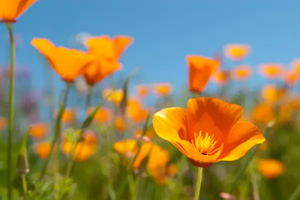 California Poppy is one of the flowers that start with c