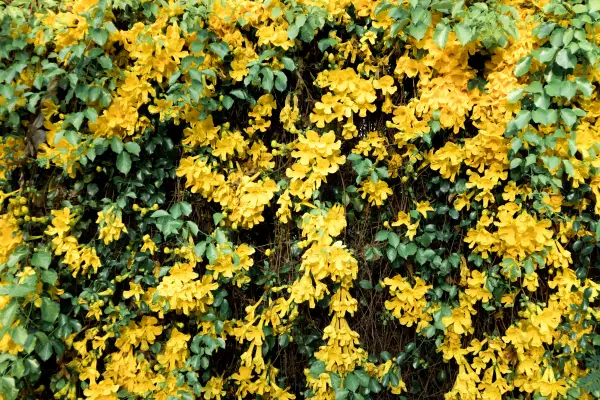 Canary Creeper is one of the flowers that start with c