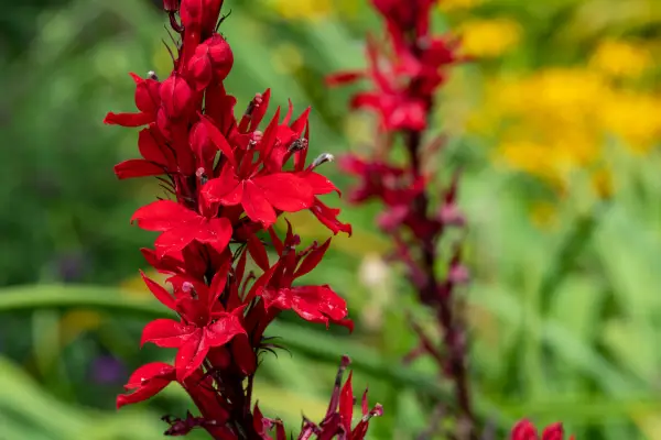 Cardinal Flower (Lobelia cardinalis) is one of the flowers that start with c