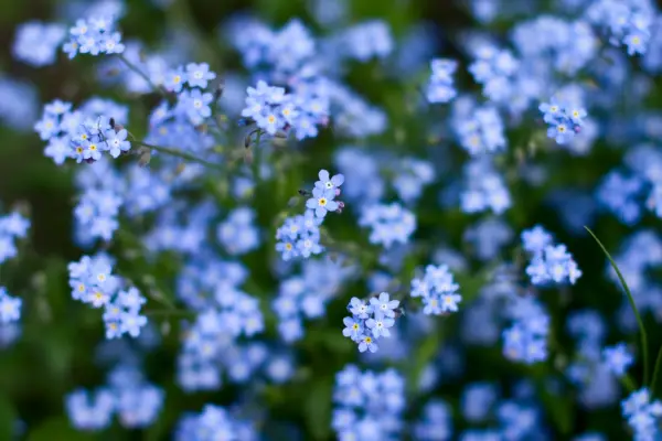 Chinese Forget-Me-Not (Cynoglossum) is one of the flowers that start with c