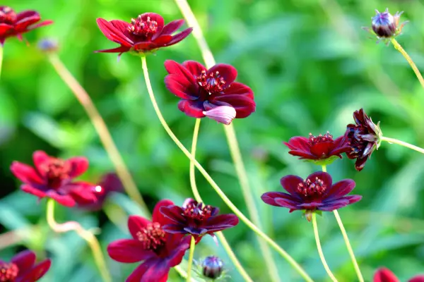 Chocolate Cosmos (Cosmos atrosanguineus) is one of the flowers that start with c