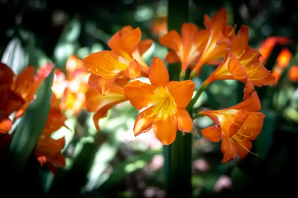 Clivia is one of the flowers that start with c