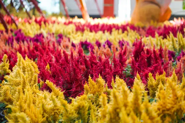 Cockscomb Amaranth (Celosia argentea) is one of the flowers that start with c