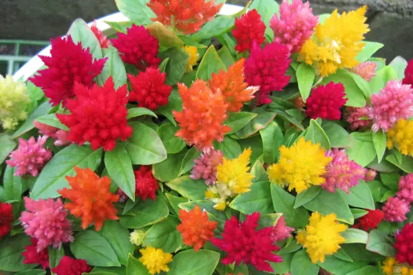 Cockscomb Celosia is one of the flowers that start with c