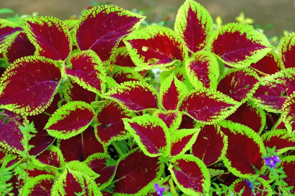 Coleus ist das ganze Jahr über die beste Pflanze für Blumenkästen