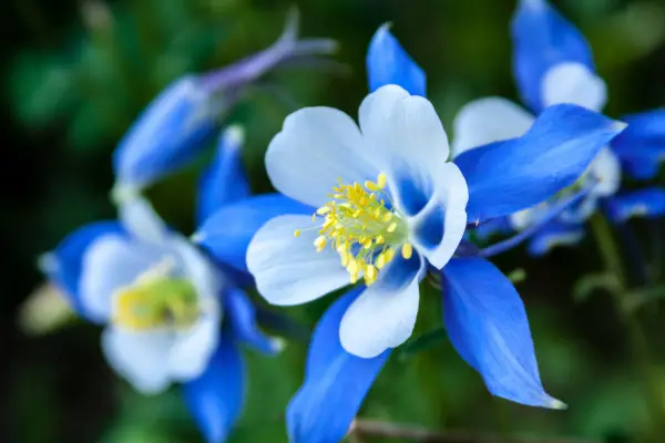 Columbine is one of the flowers that start with c