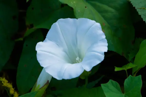 Convolvulus is one of the flowers that start with c
