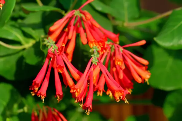 Coral Honeysuckle (Lonicera sempervirens) is one of the flowers that start with c