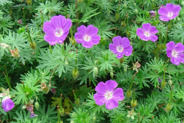 Cranesbill Geranium is one of the flowers that start with c