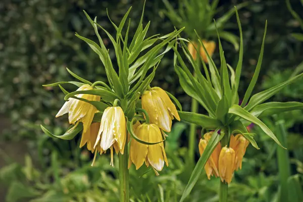 Crown Imperial (Fritillaria imperialis) is one of the flowers that start with c