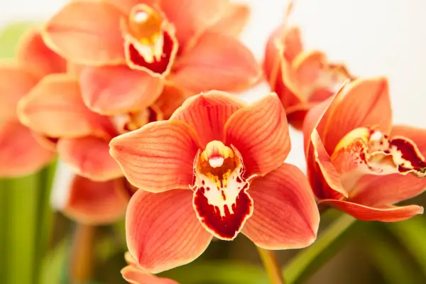 Cymbidium Orchid is one of the flowers that start with c