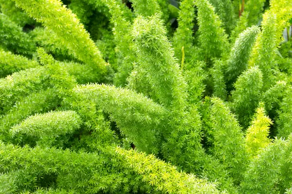 A samambaia Foxtail não é realmente uma samambaia verdadeira; pertence à família dos Espargos.