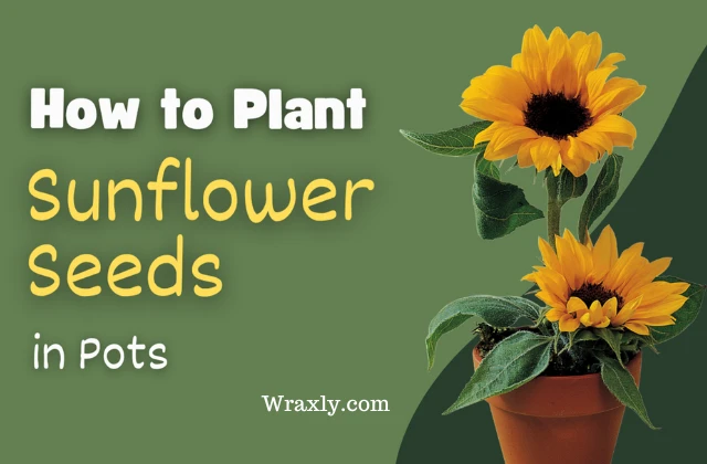 How to plant sunflower seeds in pots