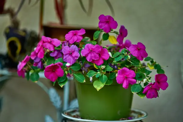 Gli Impatiens sono una delle migliori piante per fioriere tutto l'anno