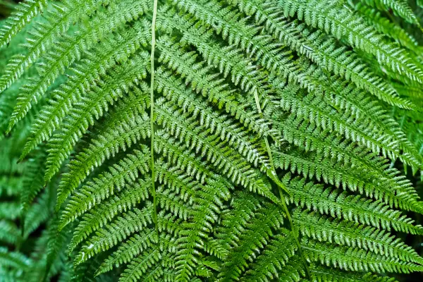 The Japanese Tassel Fern is a hardy and adaptable evergreen fern native to Japan and parts of Asia.
