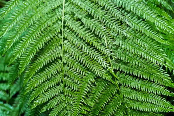 Ang Japanese Tassel Fern ay isang matibay at madaling ibagay na evergreen na pako na katutubong sa Japan at ilang bahagi ng Asya.