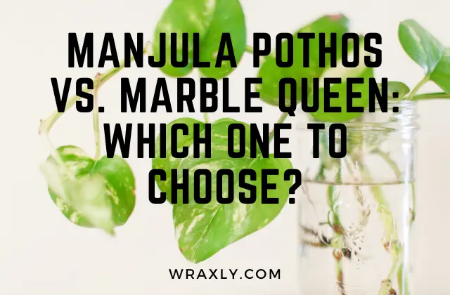 Manjula Pothos vs Marble Queen: Which One to Choose?