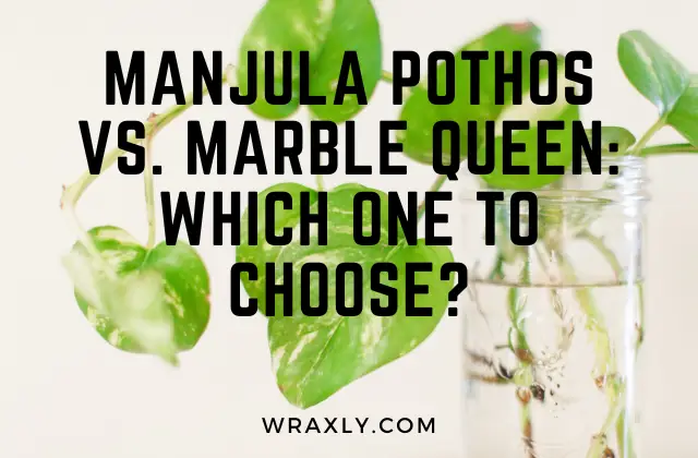 Manjula Pothos vs Marble Queen: Alin ang Pipiliin?