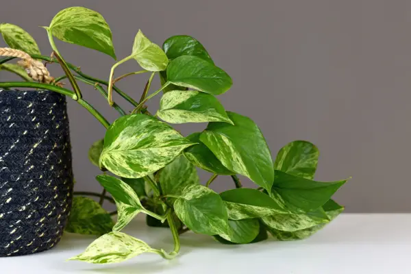 Manjula Pothos - Manjula Pothos versus Marmeren Koningin