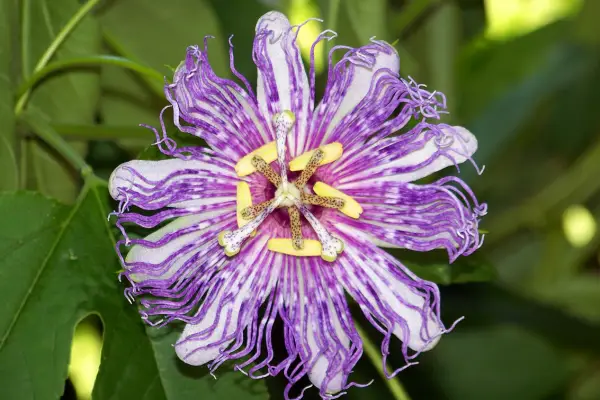 Passiflora (Clock Flower)