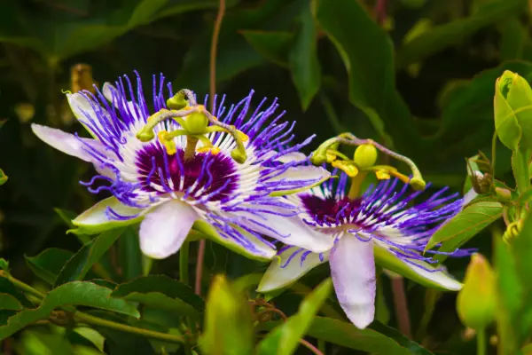Who doesn't have a passion for Passiflora (Passion Flower)?
