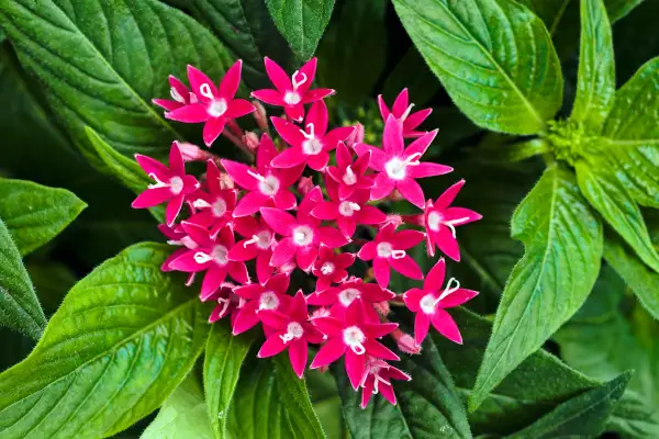 Pentas is een van de bloemen die beginnen met 'P'
