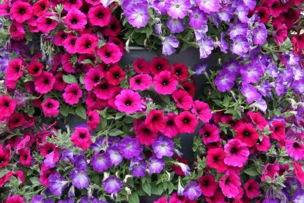 Petunias are one of the best plants for window boxes all year round