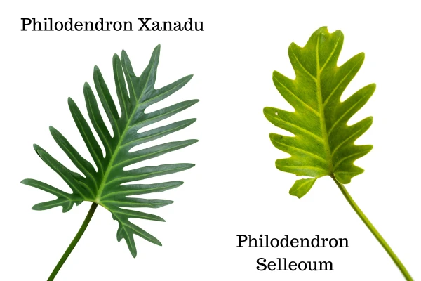 Philodendron Xanadu kumpara sa Philodendron Selleoum: Isang visual na pagkakaiba