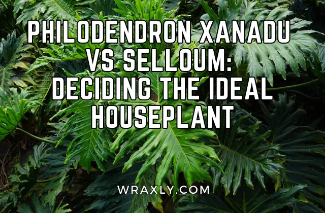 Philodendron Xanadu vs. Selloum: Die Wahl der idealen Zimmerpflanze