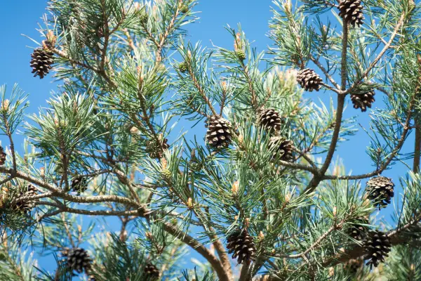 Pinus (pijnboom)