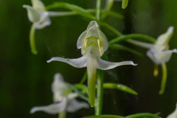 Platanthera (Rein Orchidee) is een bloem die begint met 'p'