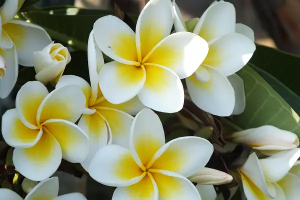 Plumeria gives a Hawaii vibe and is one of the flowers that start with 'P'