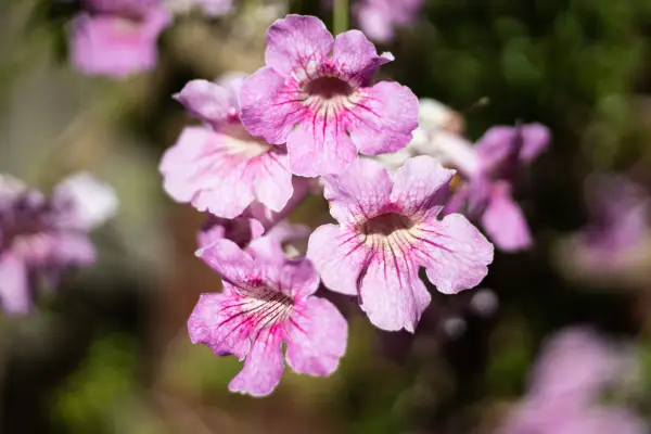 Podranea (Pink Trumpet Vine) is een bloem die begint met 'p'