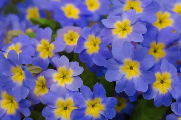 Polyanthus is one of the flowers that start with 'P'