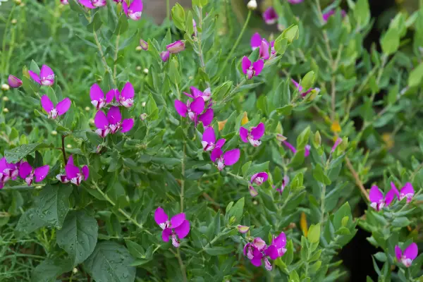 Polygala (Sweet Pea Shrub) is one of the flowers that start with 'P'
