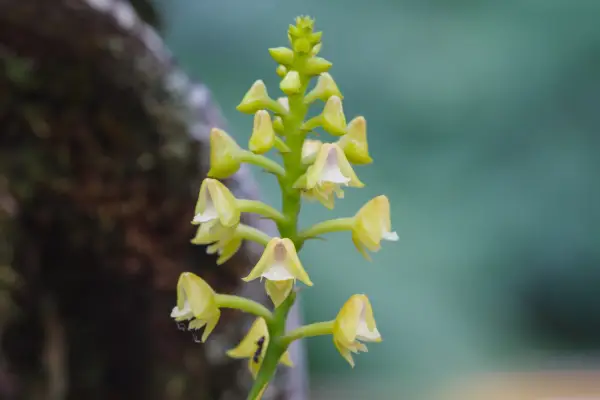 Polystachya (Easter Orchid) is a flower that starts with 'p'