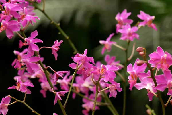 Potinara (Orchid Hybrid) is a flower that starts with 'p'