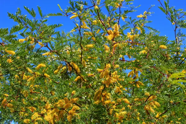 Prosopis (Mesquite) is een bloem die begint met 'p'