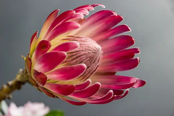 Protea is een van de bloemen die beginnen met 'P'