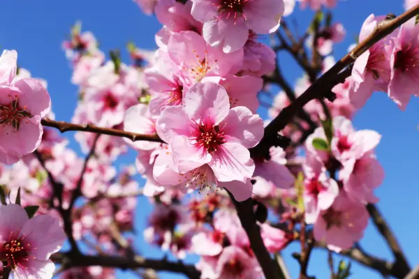 Prunus (Kersenbloesem) is een bloem die begint met 'p'