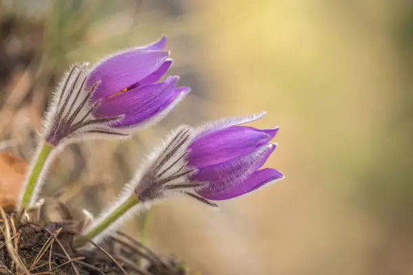 Pulsatilla (Pasque Flower) is een van de bloemen die begint met 'P'