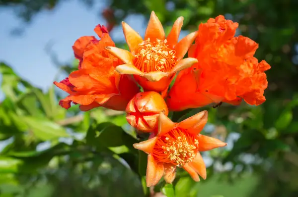 Punica (Pomegranate) is a flower that starts with 'p'