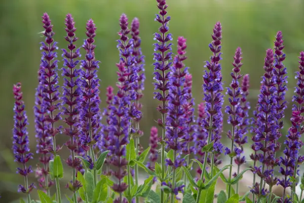 Salvia best plants for window boxes all year round