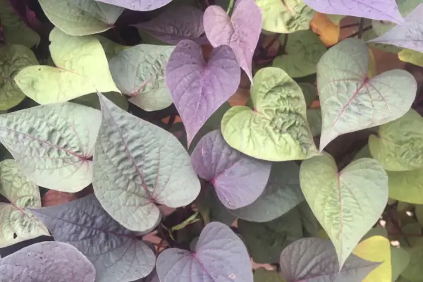 Sweet potato vine is one of the best plants for window boxes all year round